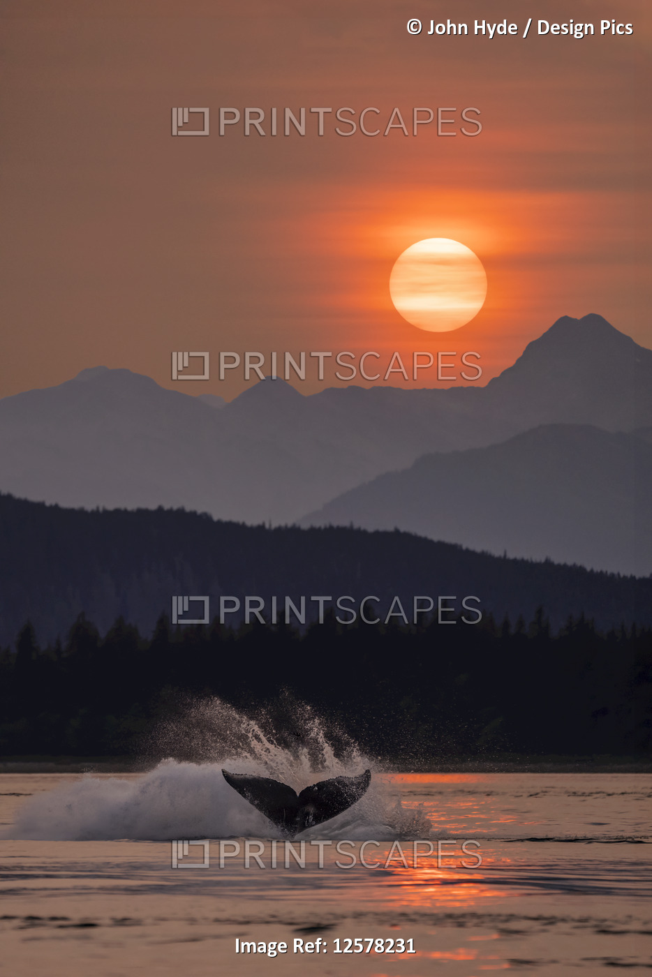 Humpback whales (Megaptera novaeangliae) surfacing in Inside Passage in the ...