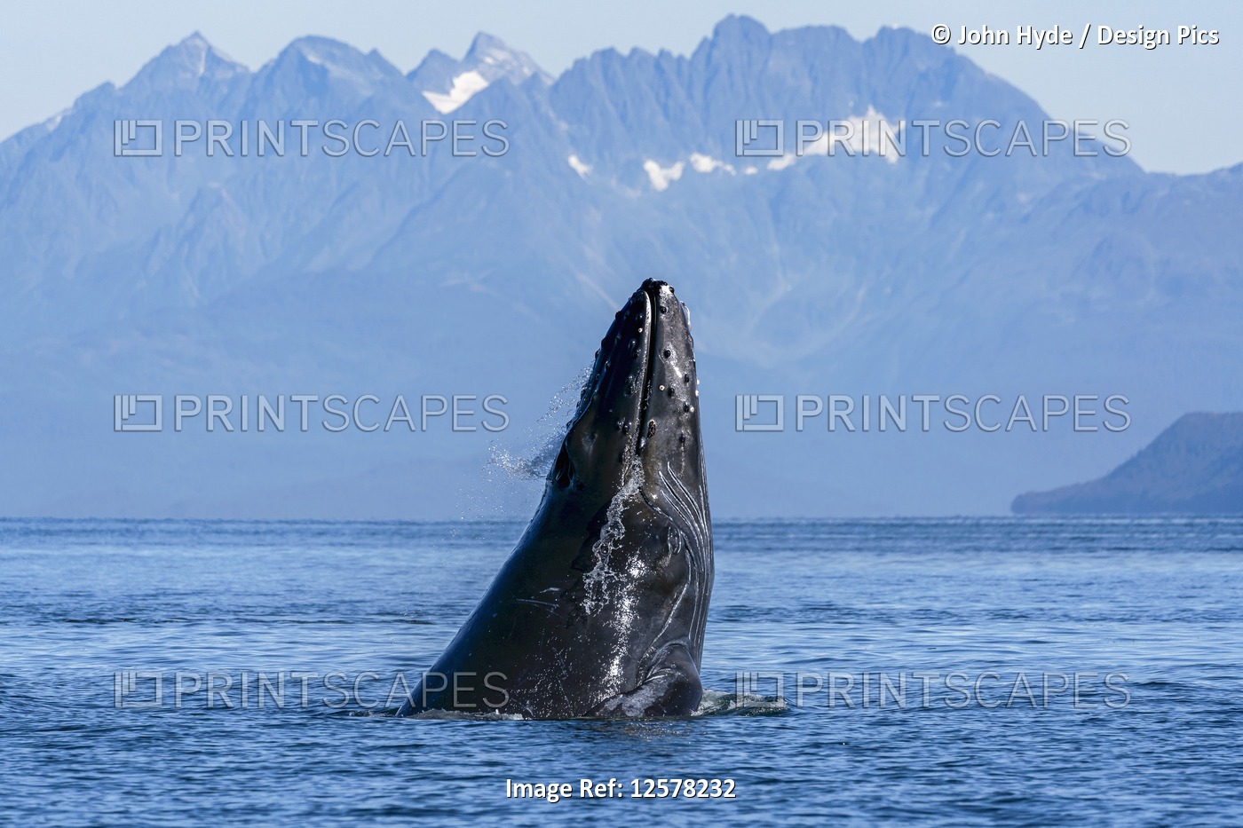 Humpback whale (Megaptera novaeangliae) surfacing, Inside Passage, Lynn Canal; ...