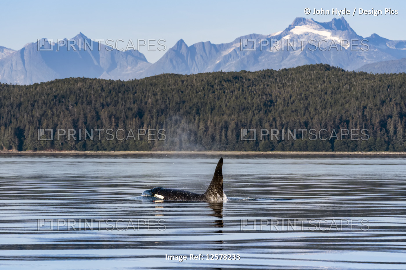 Killer whale (Orcinus orca) surfacing beside the Coastal range, Inside Passage, ...