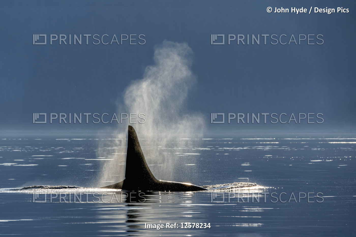 Silhouetted Killer whale (Orcinus orca) fin at the water's surface along the ...