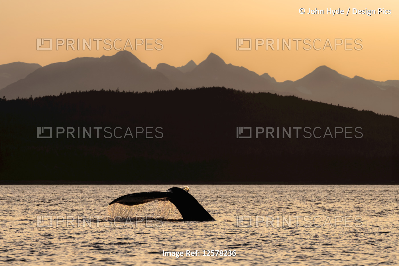 Silhouetted Humpback whale (Megaptera novaeangliae) lifts it's fluke as it ...