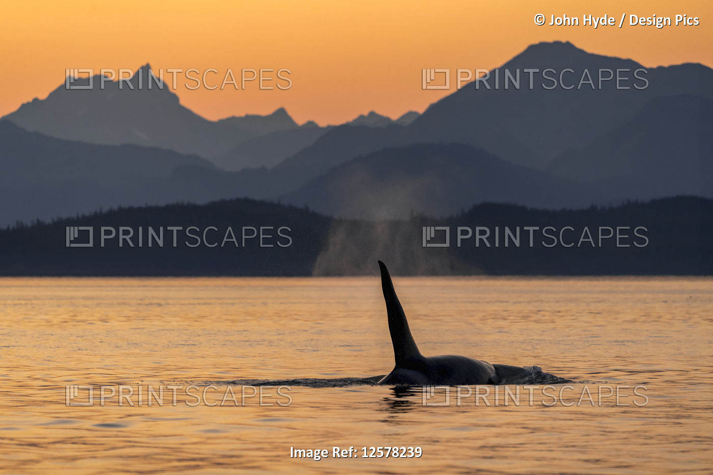 Killer whale (Orcinus orca) surfacing beside the Chilkat Mountains at sunset, ...