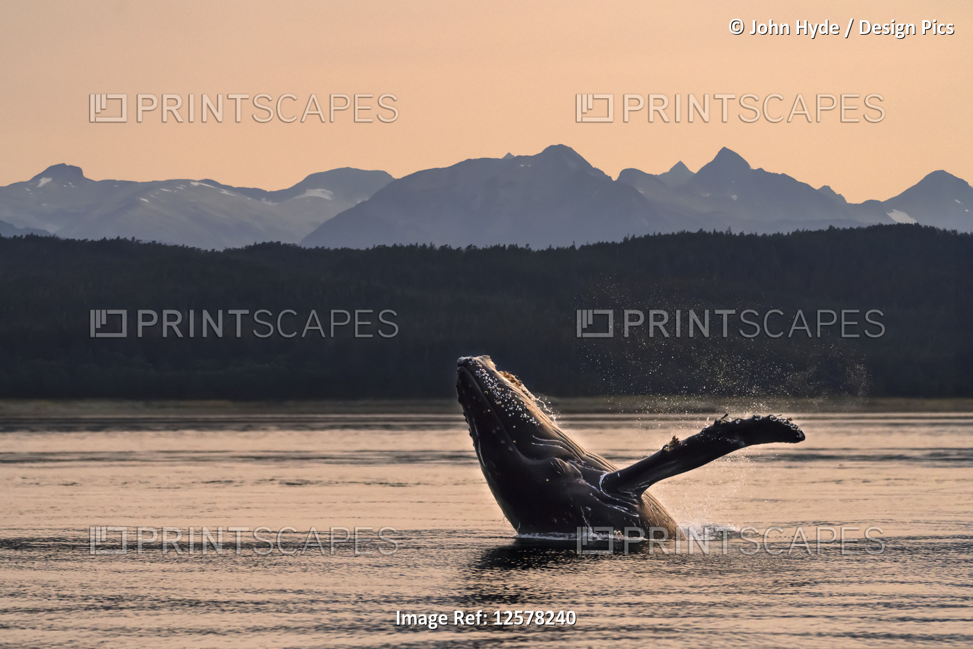 Humpback whale (Megaptera novaeangliae) breaches at sunset, Lynn Canal, Inside ...