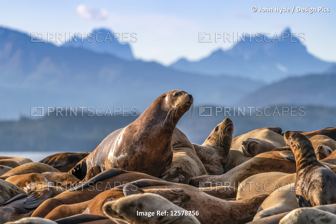 Steller sea lions (Eumetopias jubatus) on haulout, Inside Passage, Lynn Canal, ...