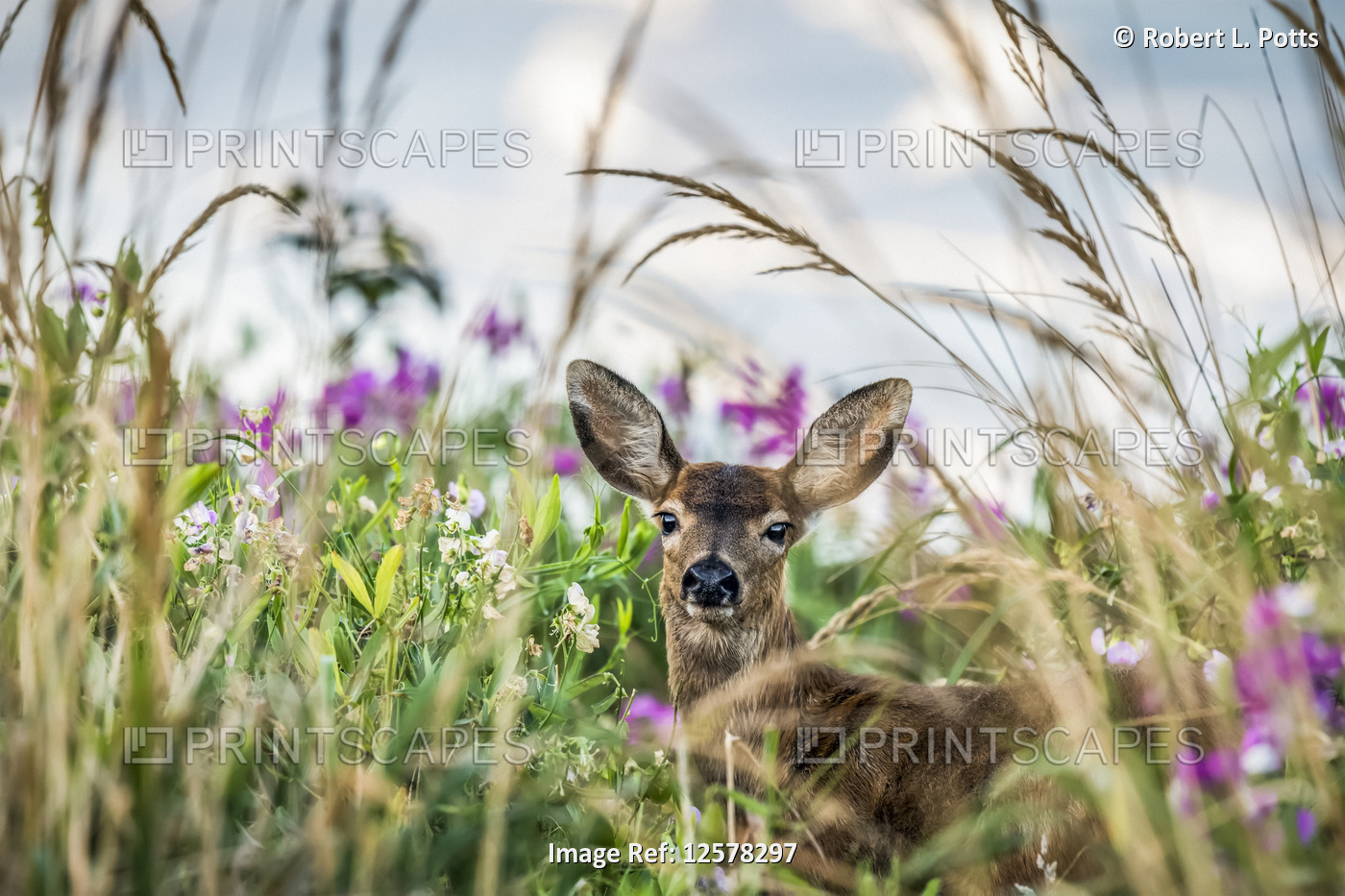 A Black-tailed deer (Odocoileus hemionus) finds concealment in tall grass at ...