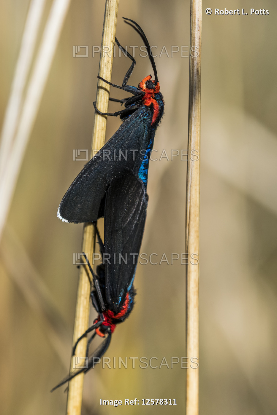 Red-shouldered ctenucha moths (Ctenucha rubroscapus) mate in the grass; ...
