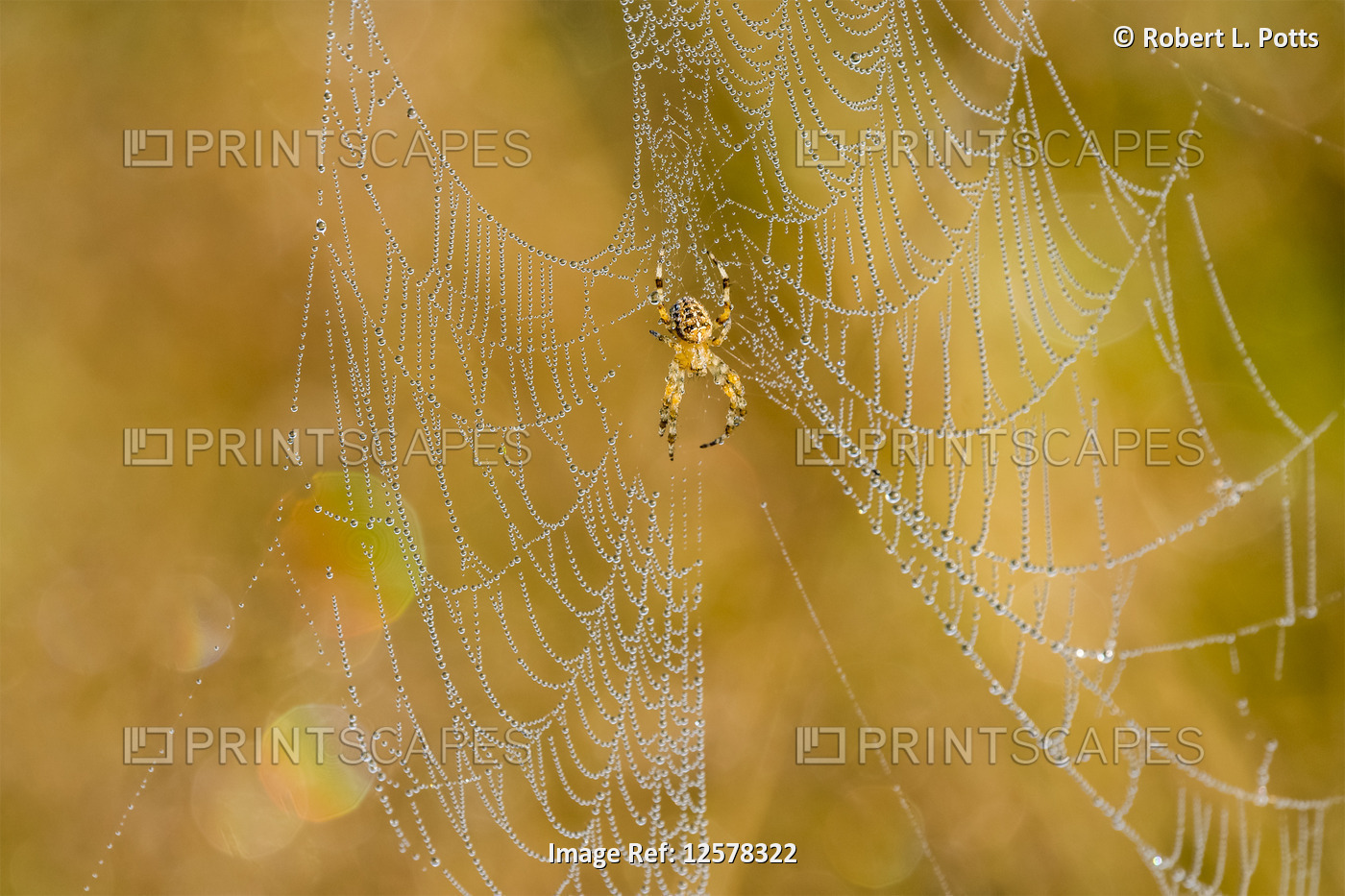 European Garden Spiders (Araneus diadematus) glows in golden morning light in ...
