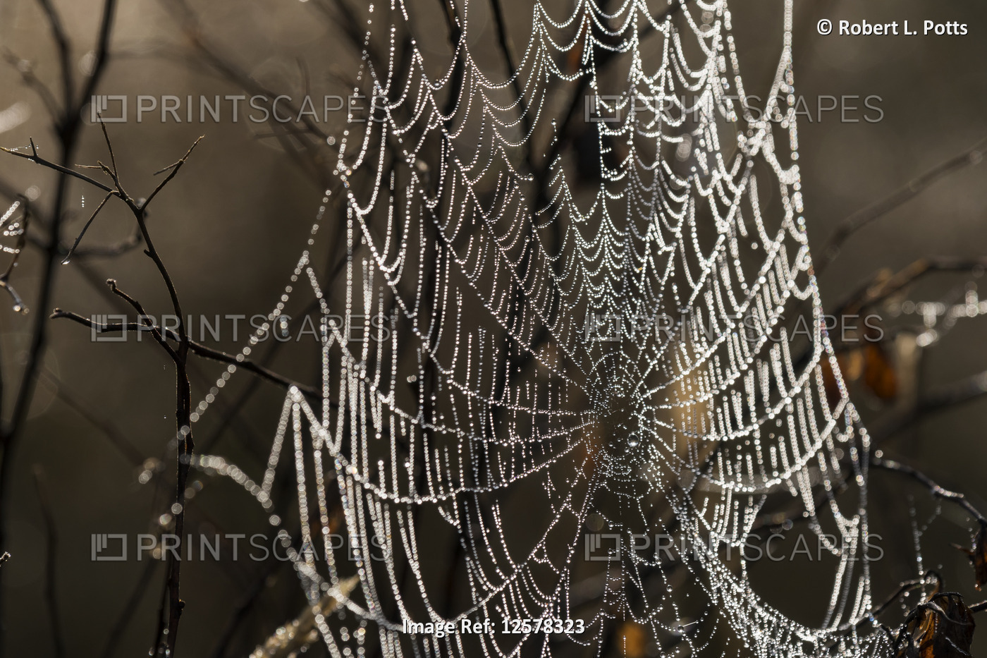 An orb weaver spider weaves a dark web in an Oregon Meadow; Astoria, Oregon, ...
