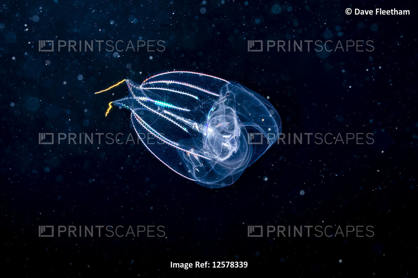 Comb-jelly, or sea gooseberry, as they are also known, are not related to ...