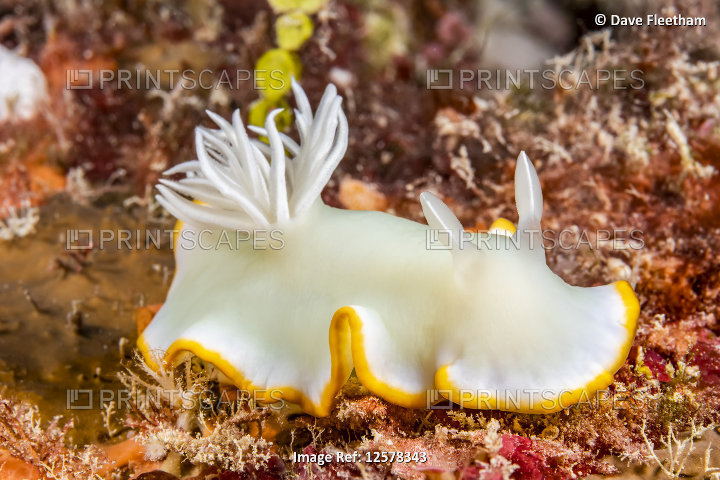Yellow-lined Nudibranch (Ardeadoris egretta); Yap, Federated States of ...