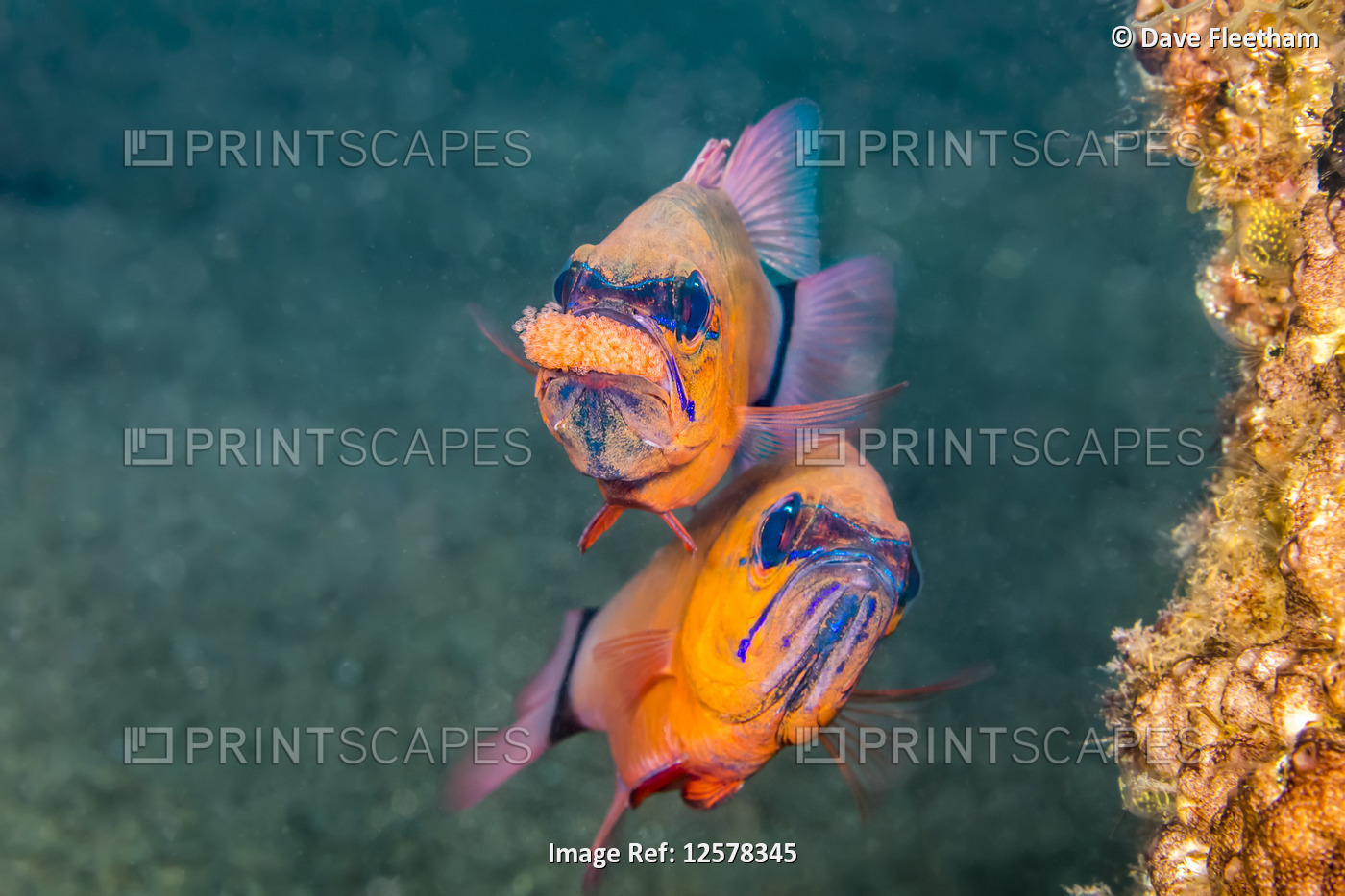 The male ring-tailed cardinal fish (Ostorhinchus aureus) is protecting and ...