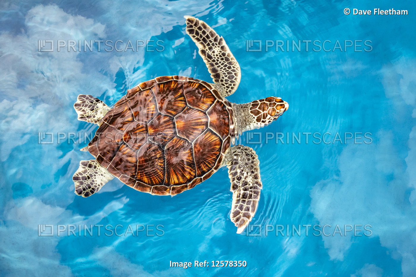 A young green sea turtle (Chelonia mydas), an endangered species, with a very ...