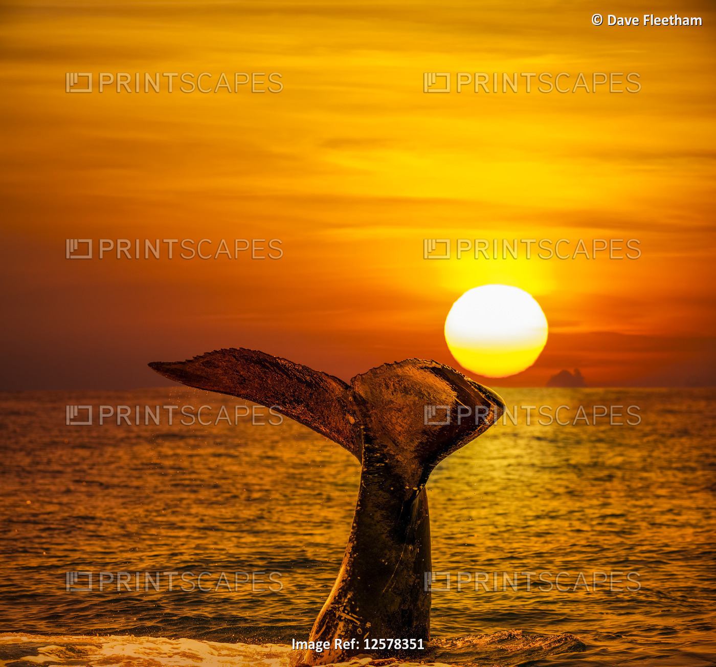A humpback whale (Megaptera novaeangliae) lifts it's tail in the air at sunset; ...
