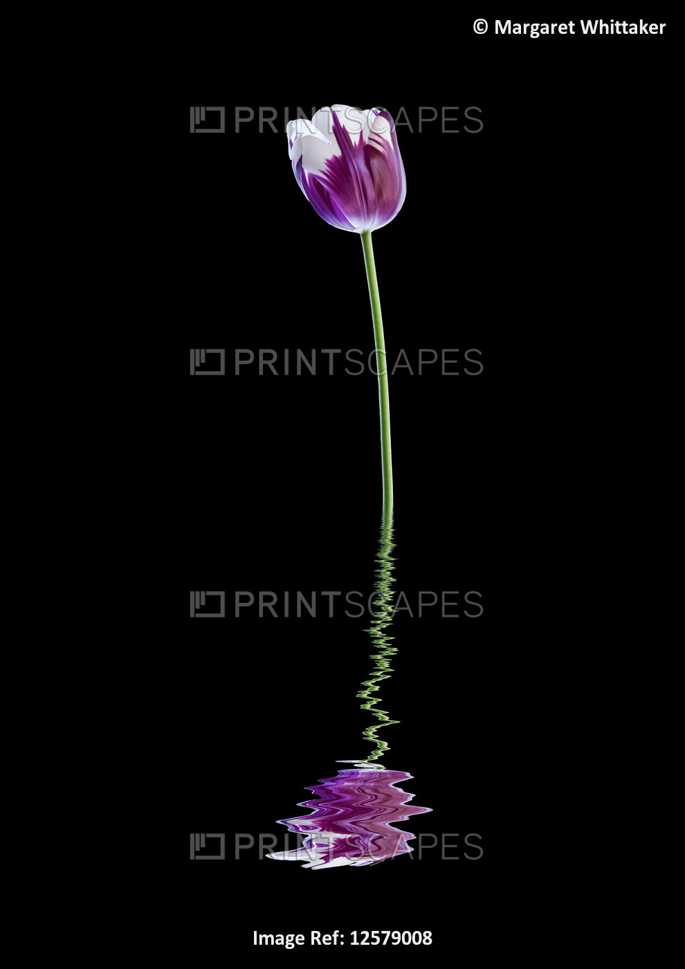 Art style image of white and purple tulip 'Rembrandt' reflected in water; Studio