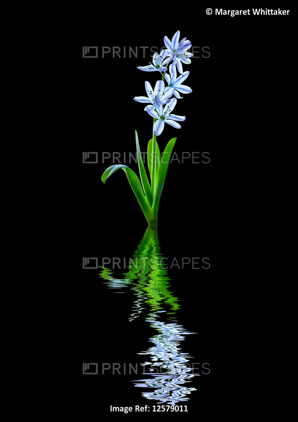 Art style image of white and purple tulip 'Rembrandt' reflected in water; Studio