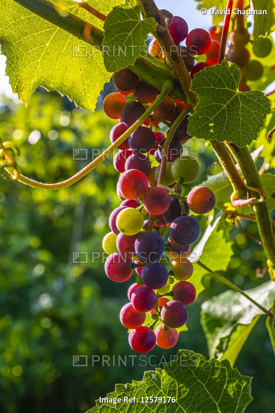 Frontenac Noir Grapes ripening in a cluster on a vine; Shefford, Quebec, Canada