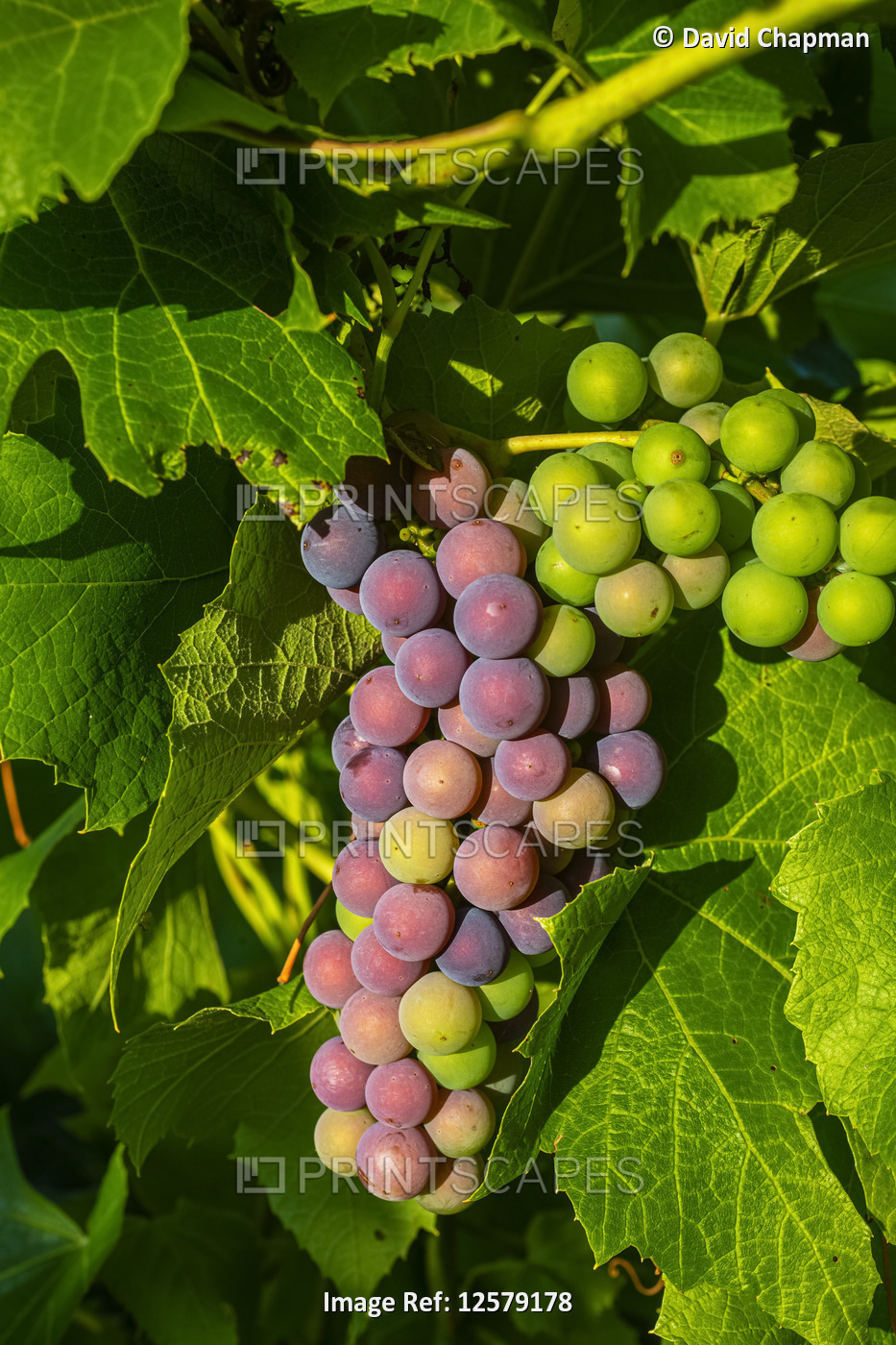 Frontenac Noir Grapes ripening in a cluster on a vine; Shefford, Quebec, Canada