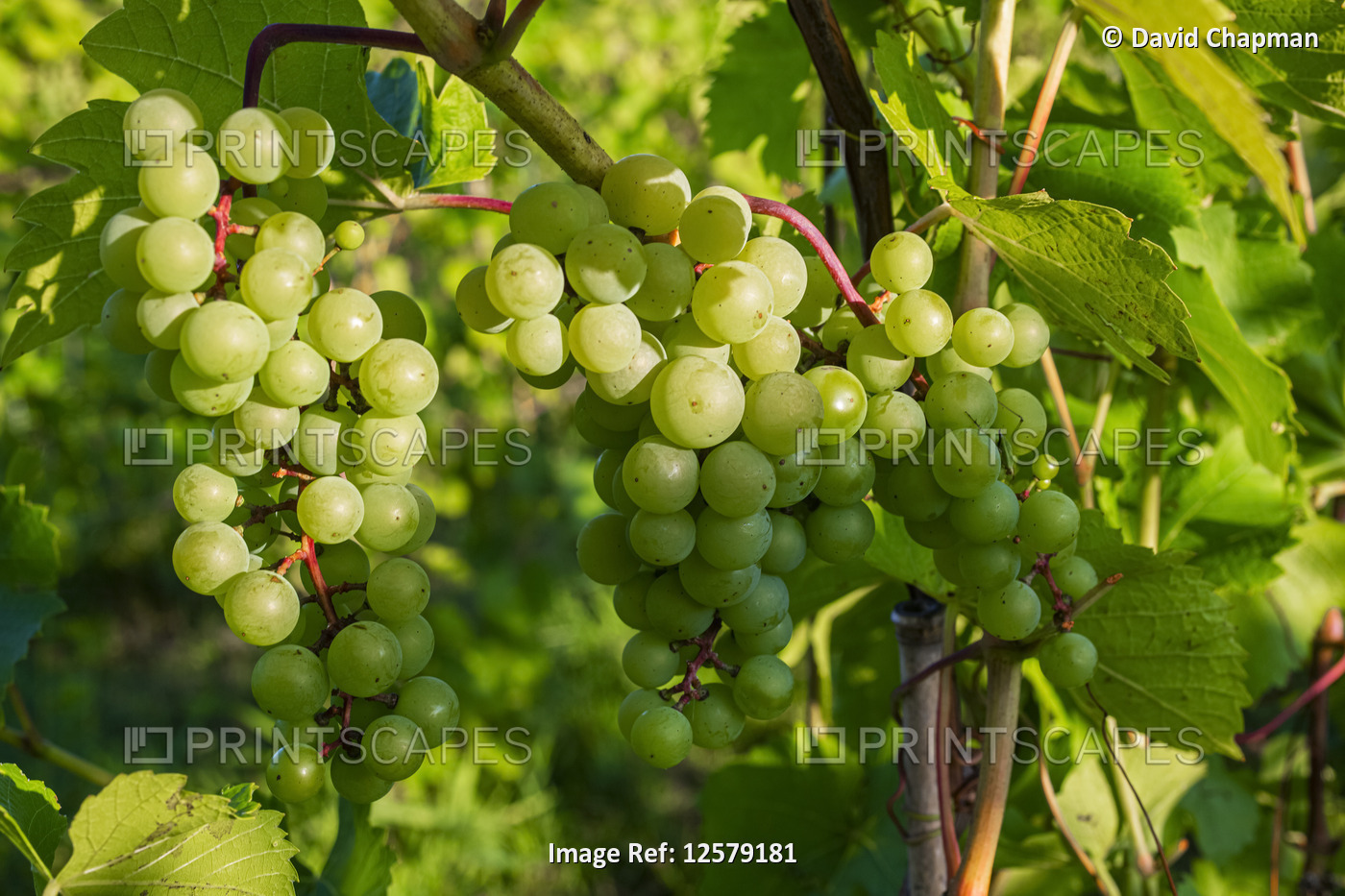 Green grapes ripening in clusters on a vine; Shefford, Quebec, Canada