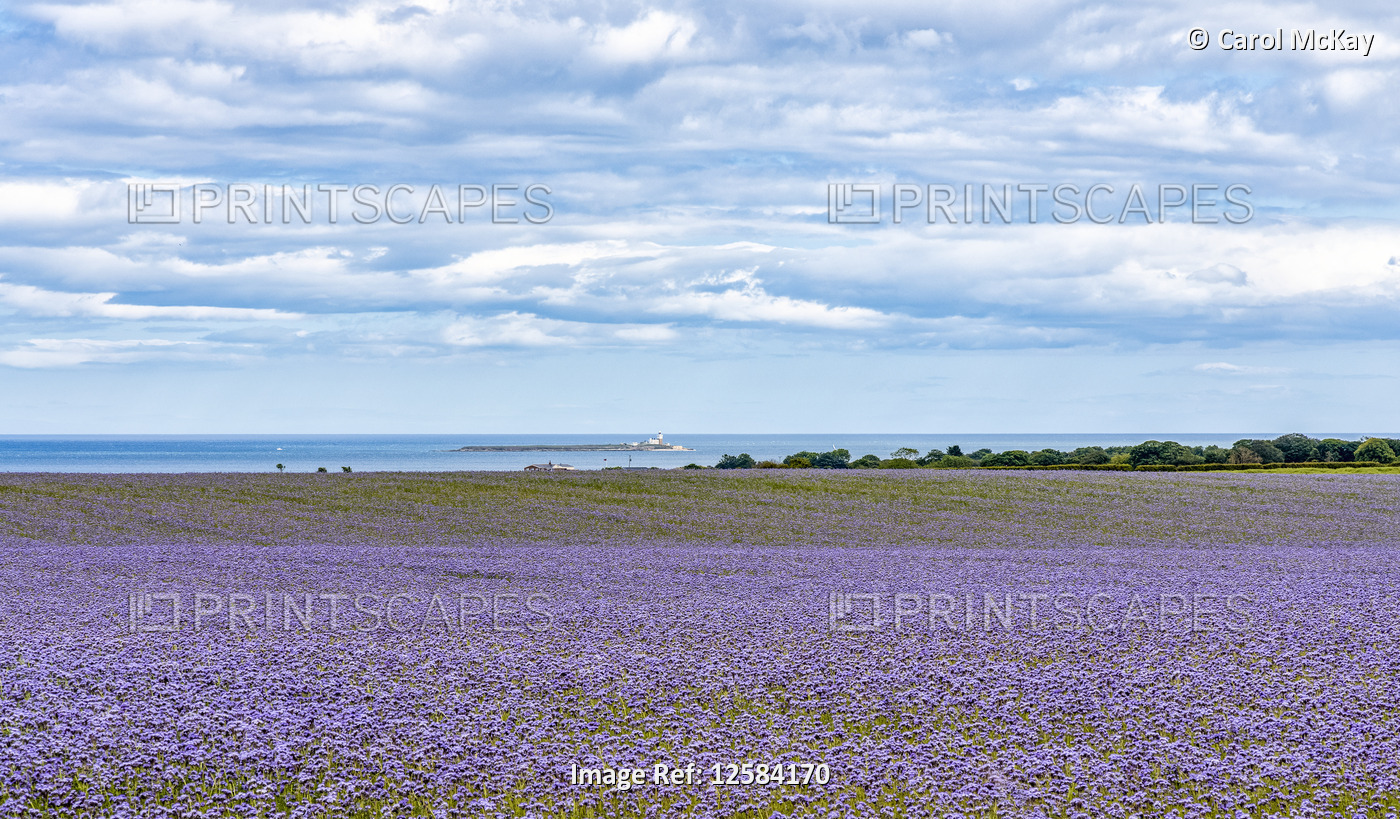Phacelia in fields, Coquet Lighthouse, Northumberland, England