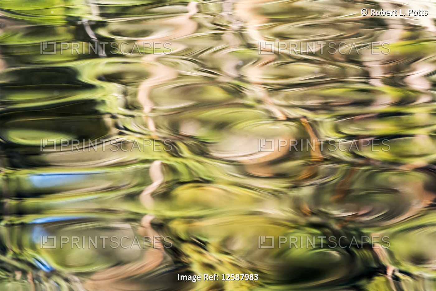 The forest reflects on the ripples at Coffenbury Lake in Fort Stevens State ...