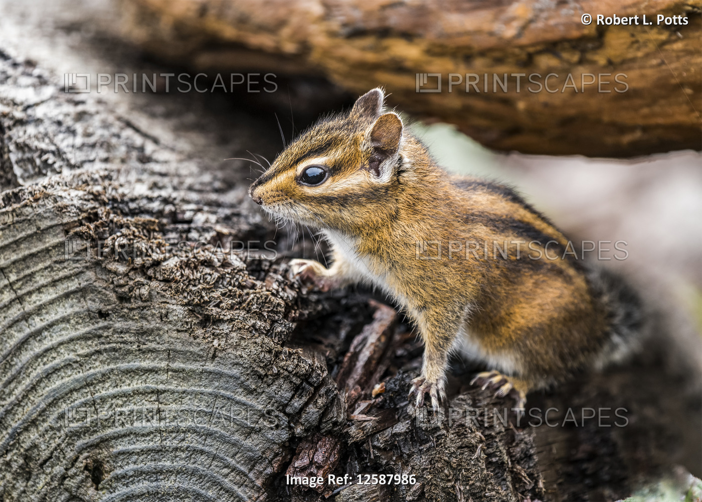 A curious Townsend's chipmunk (Neotamias townsendii) comes out of the driftwood ...