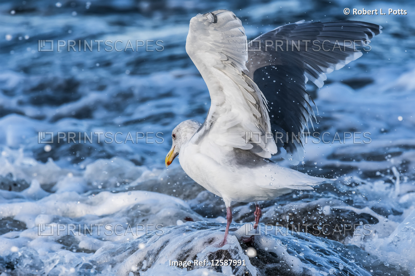 A Glaucous-winged Gull (Larus glaucescens) recovers after being struck by a ...