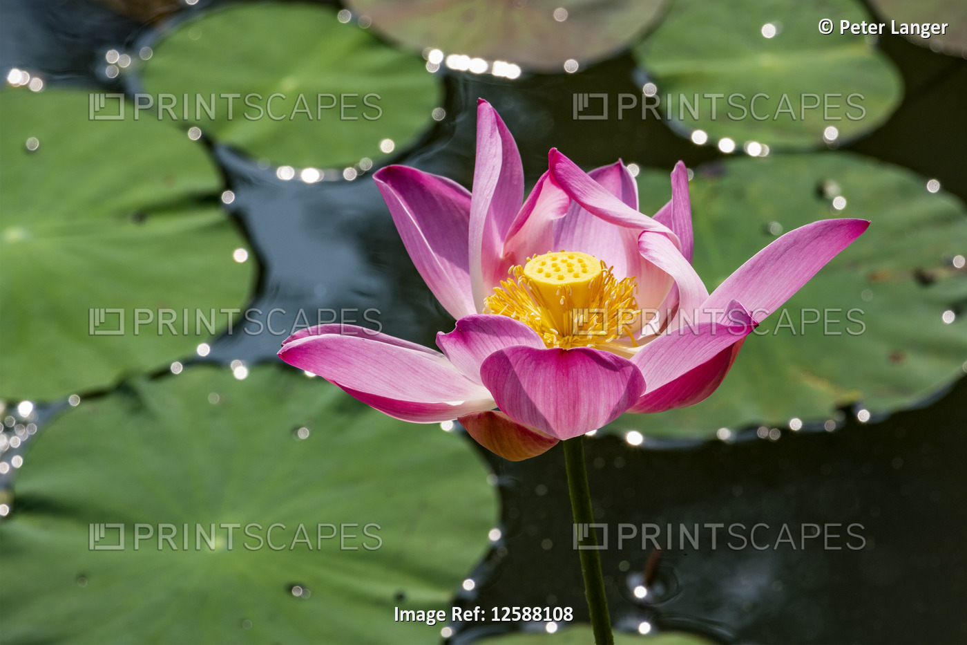 Water lily (Nymphaeaceae) plant in bloom in a pond, Bogor Botanical Gardens; ...