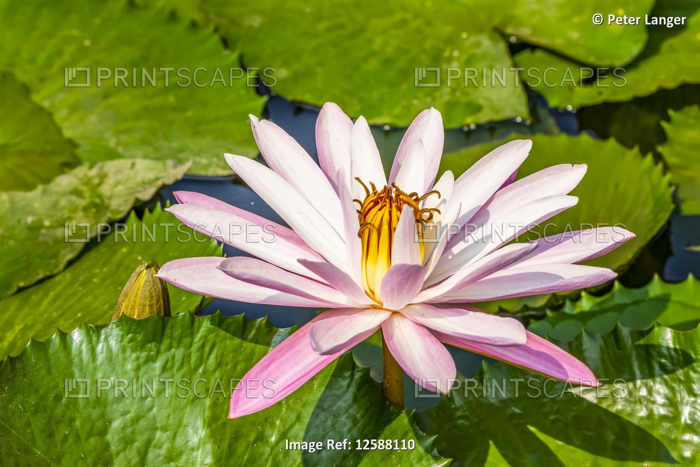 Water lily (Nymphaeaceae) plant in bloom in a pond, Bogor Botanical Gardens; ...