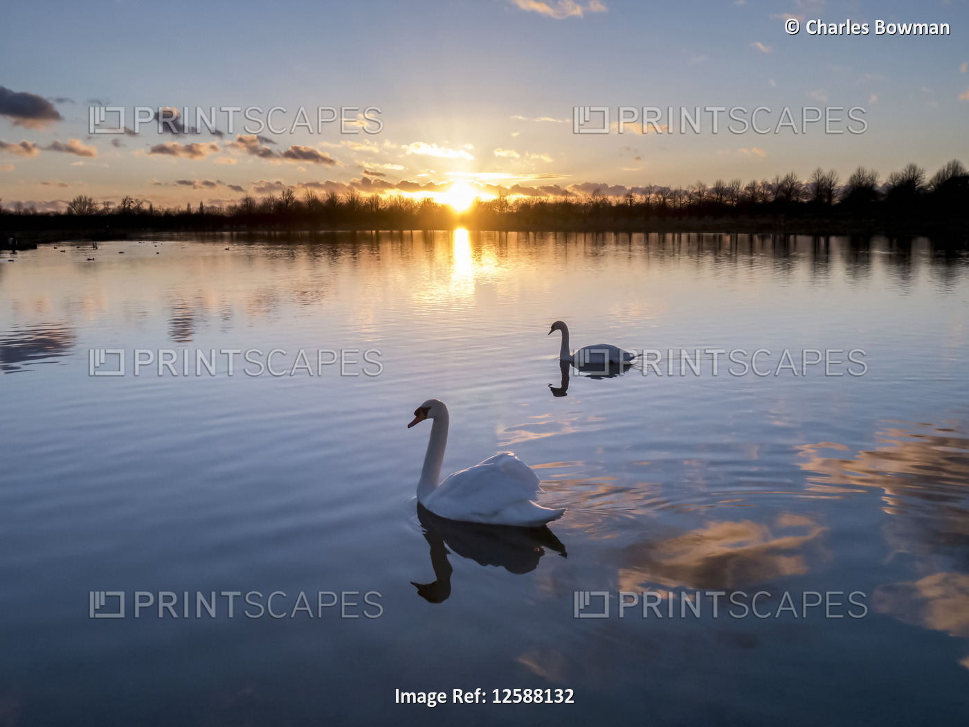 Swans on a pond in Hampton Court Home Park at sunset; London, England