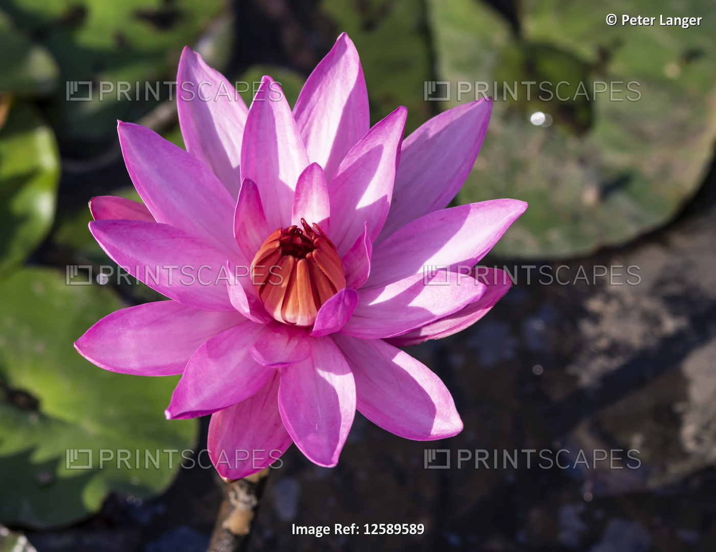Pink water lily in bloom; Tomohon, North Sulawesi, Indonesia