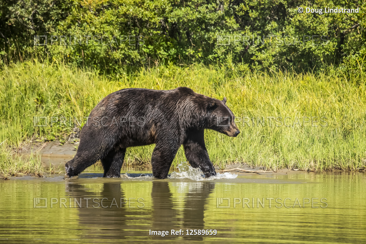 Brown Bear (Ursus arctos) male splashes through a pond, captive animal, Alaska ...