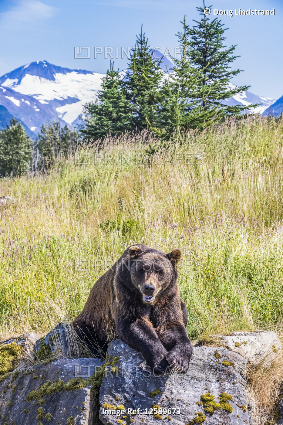 Male Brown Bear (Ursus arctos) rests on a hillside, captive animal, Alaska ...
