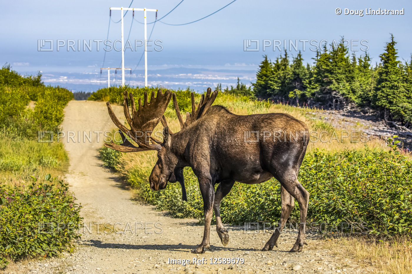 Bull Moose (Alces alces) with antlers in velvet in the summertime, Powerline ...