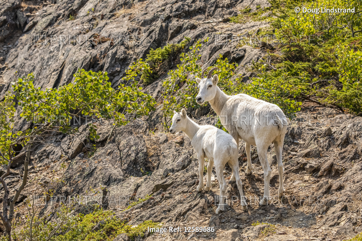 Dall sheep ewe and lamb (Ovis dalli) in the Chugach Mountains South of ...