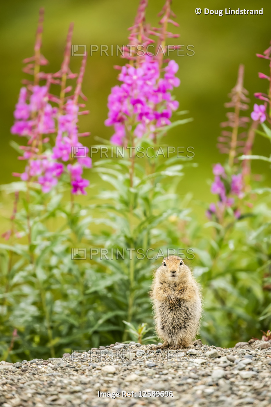 An Arctic Ground Squirrel (Urocitellus parryii) looks at camera while feeding ...