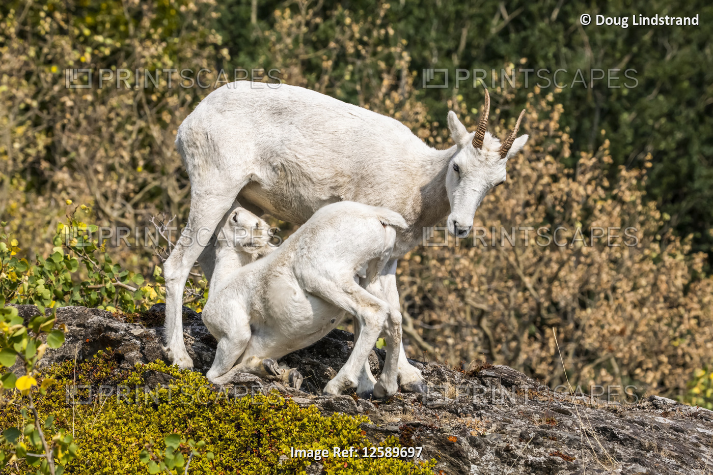 Dall sheep ewe and nursing lamb (Ovis dalli) in the Chugach  Mountains South of ...