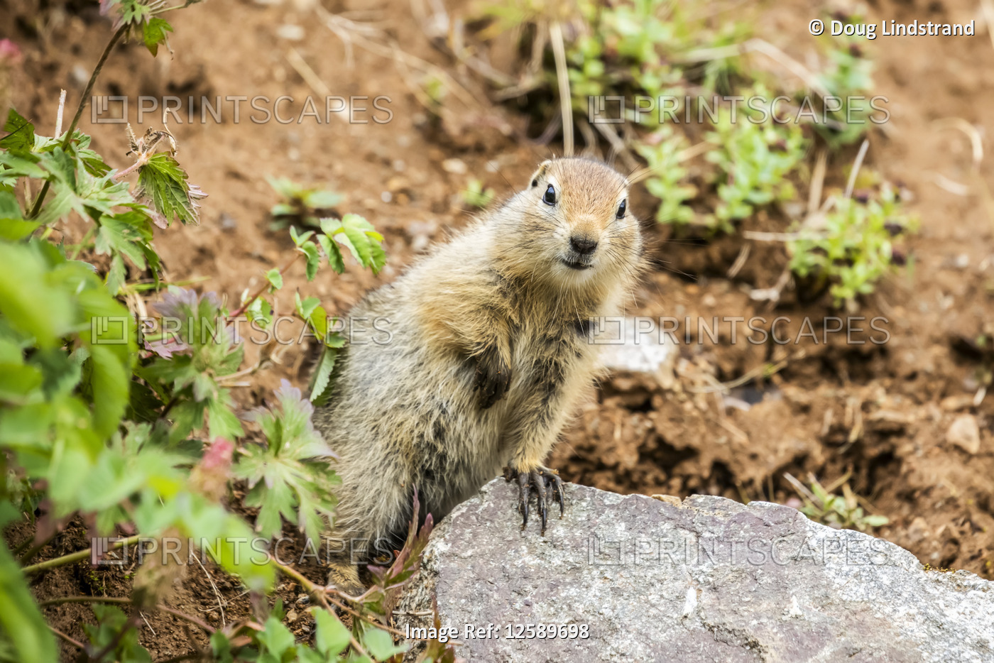 An Arctic Ground Squirrel (Urocitellus parryii) pauses from feeding in late ...