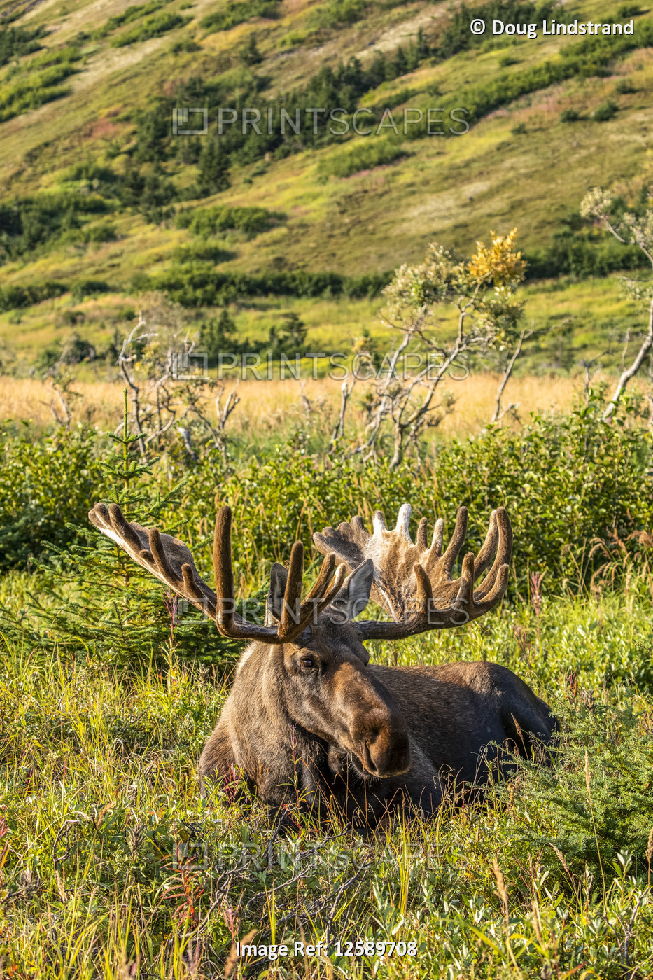 Bull Moose (Alces alces) with antlers in velvet in summertime in the Powerline ...