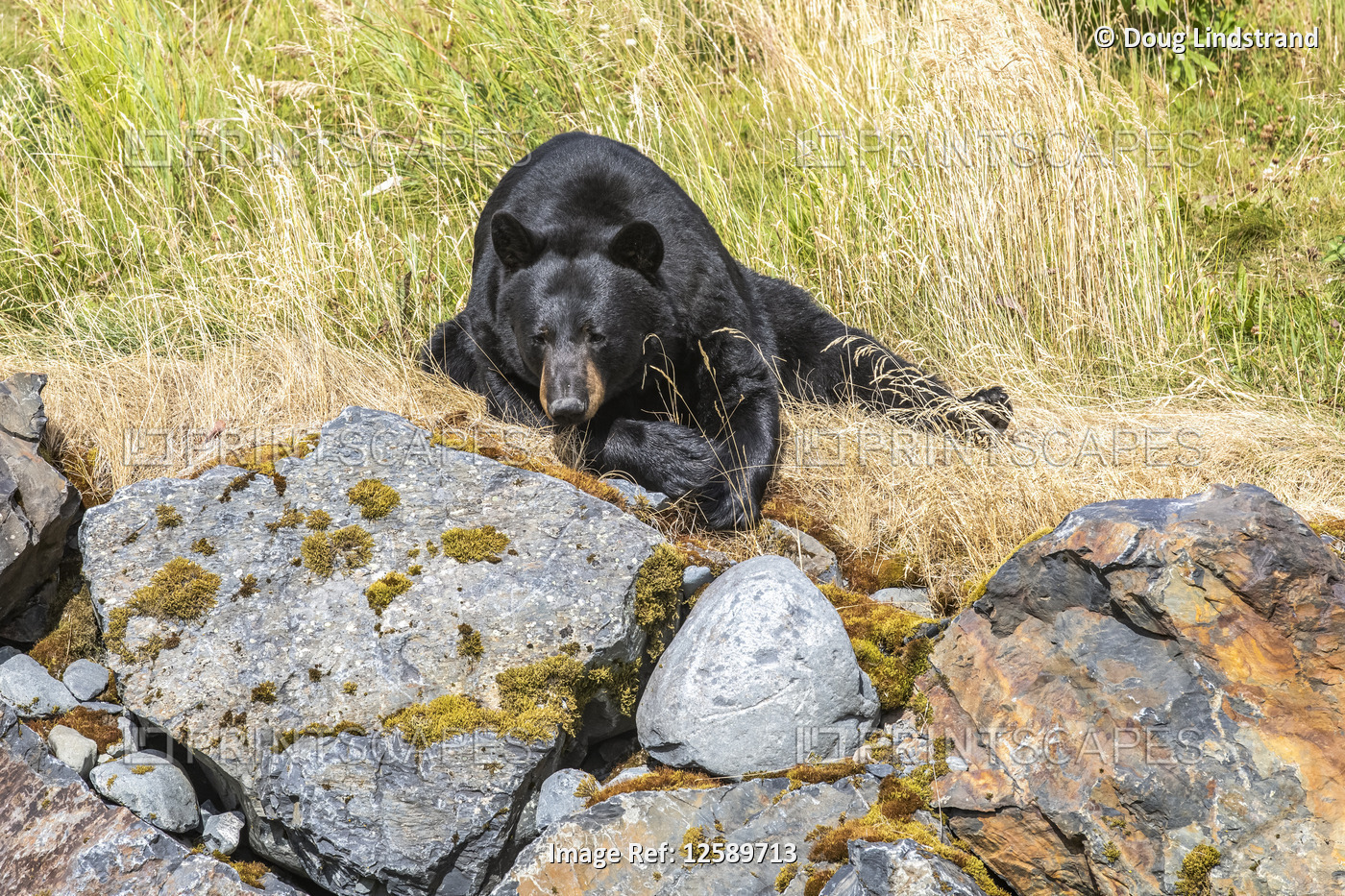 Male Black bear (Ursus Americans), captive animal, Alaska Wildlife Conservation ...