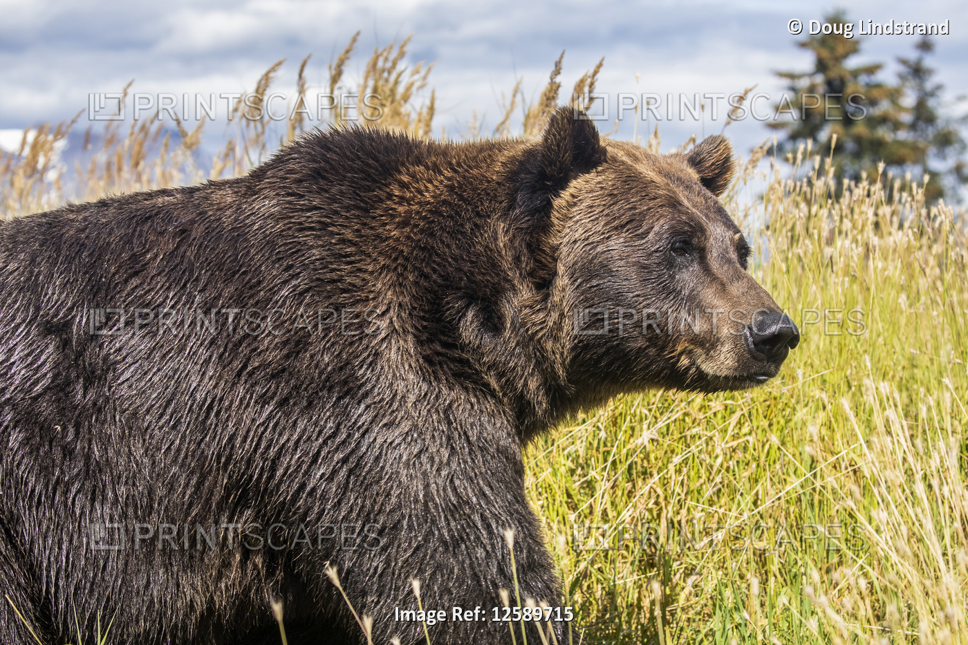 Female Brown bear (Ursus arctic), captive animal, Alaska Wildlife Conservation ...