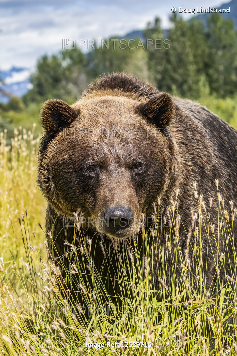 Female Brown bear (Ursus arctic), captive animal, Alaska Wildlife Conservation ...