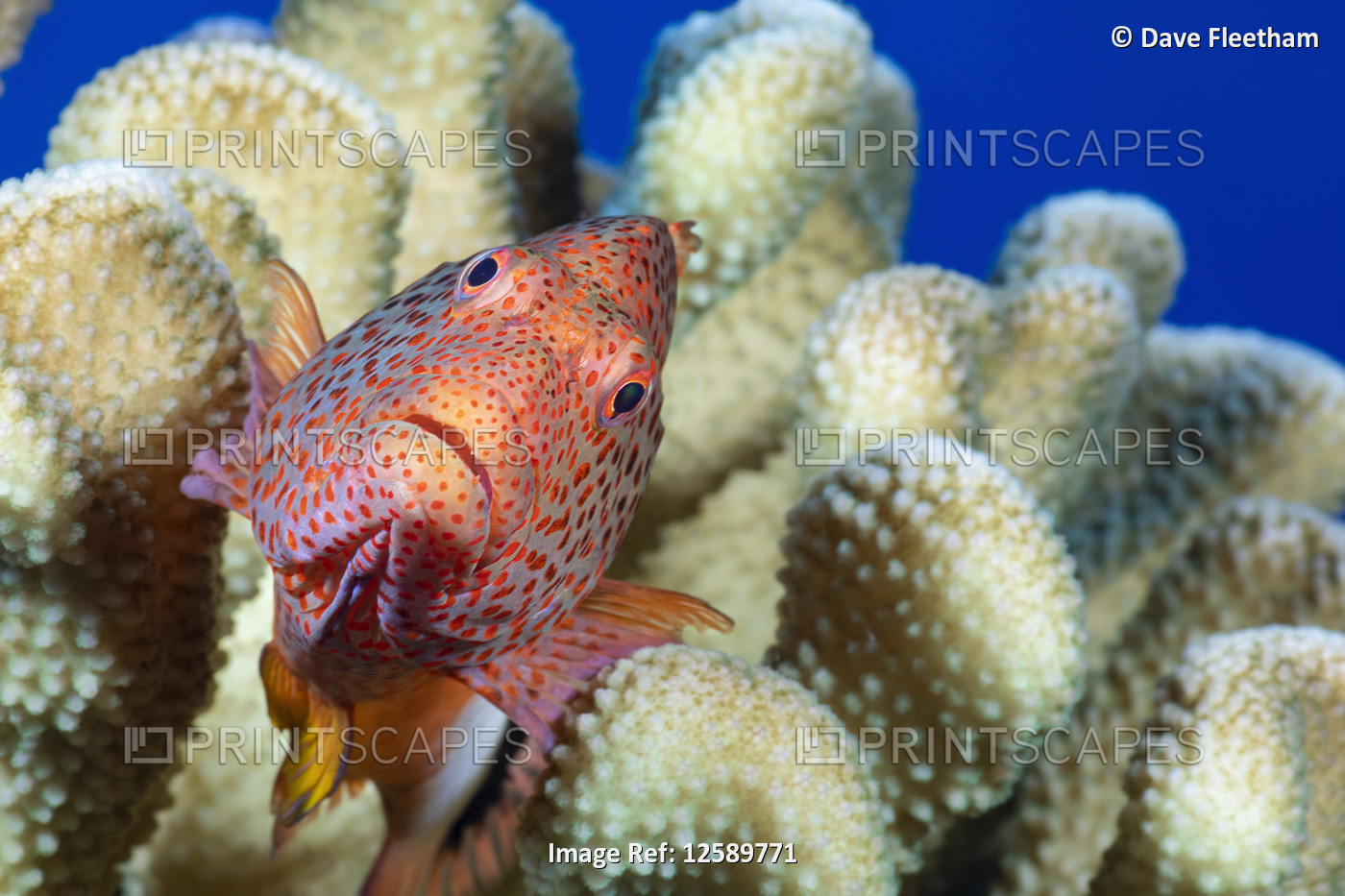 Typical of this family the Blackside hawkfish (Paracirrhites forsteri) has ...