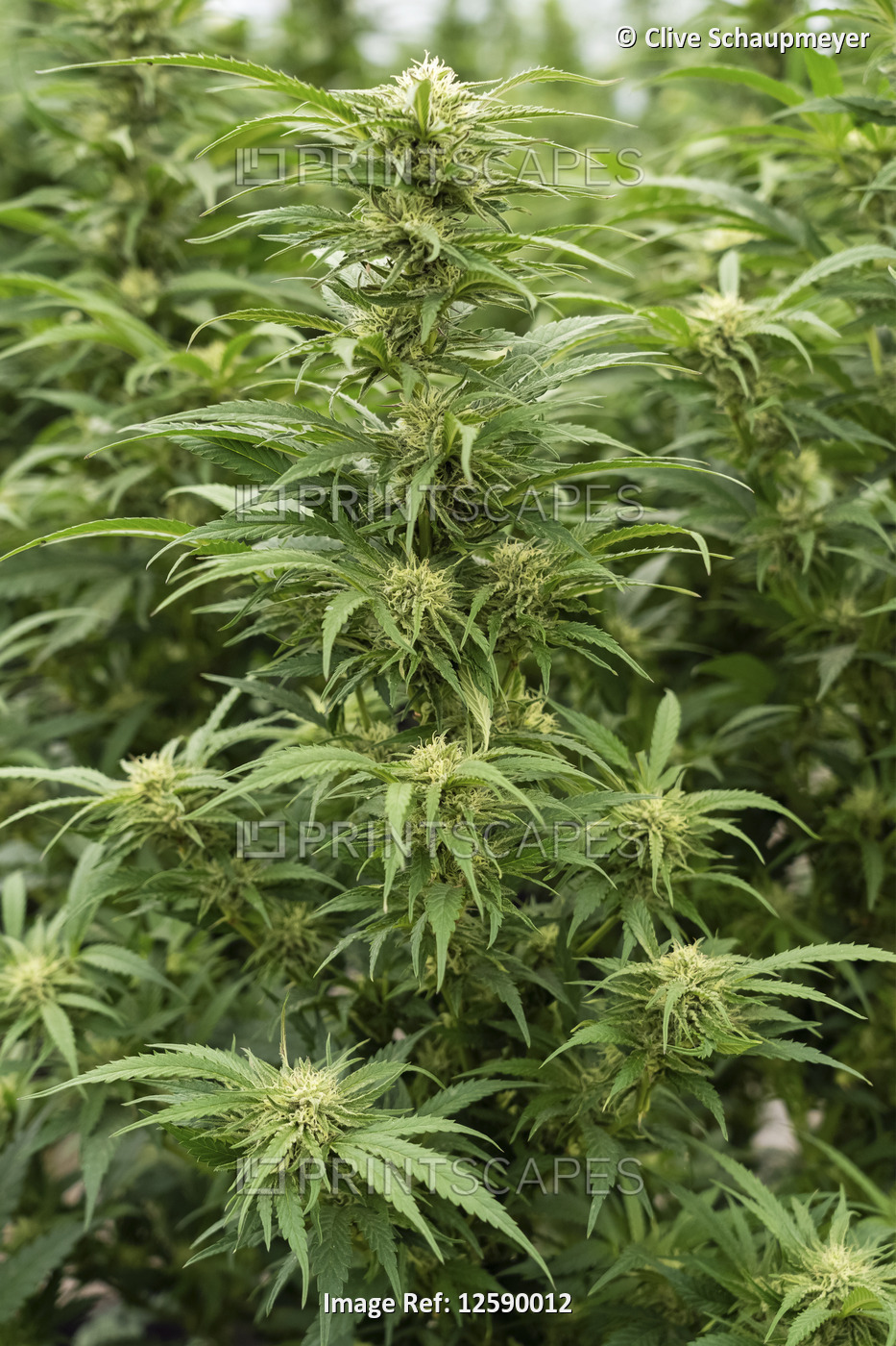 Cannabis plant with prominent flower pistils indicating advancing maturity; ...