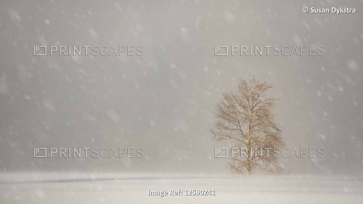 Snowfall with large snowflakes over a field with a lone tree; Sault St. Marie, ...