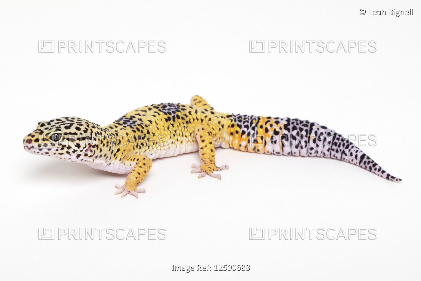 Leopard gecko (Eublepharis macularius) on a white background; Studio