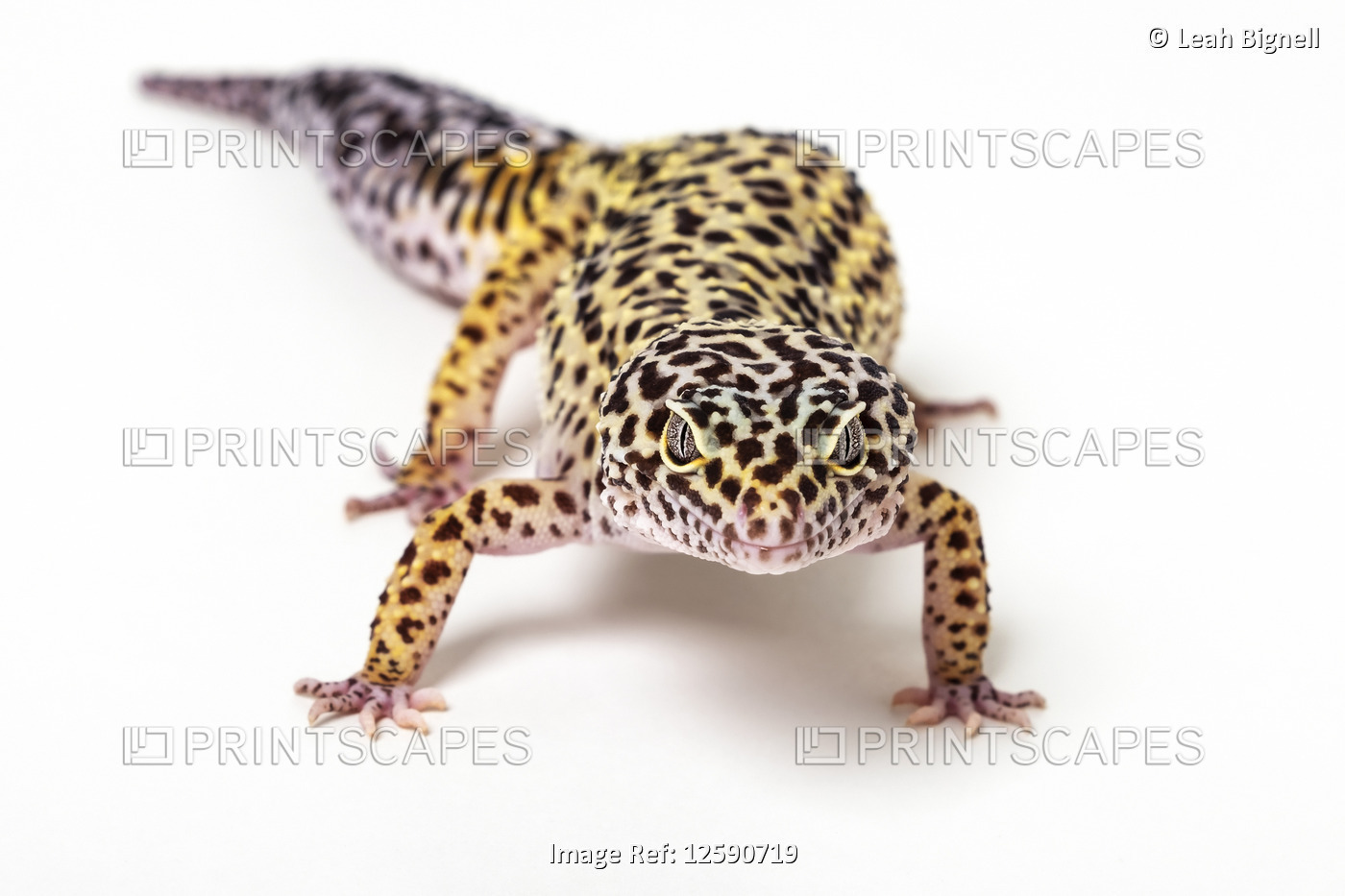 Common leopard gecko (Eublepharis macularius) on a white background; Studio