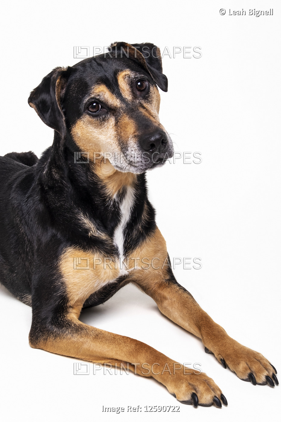Curious dog posing for portraits on a white background; Studio