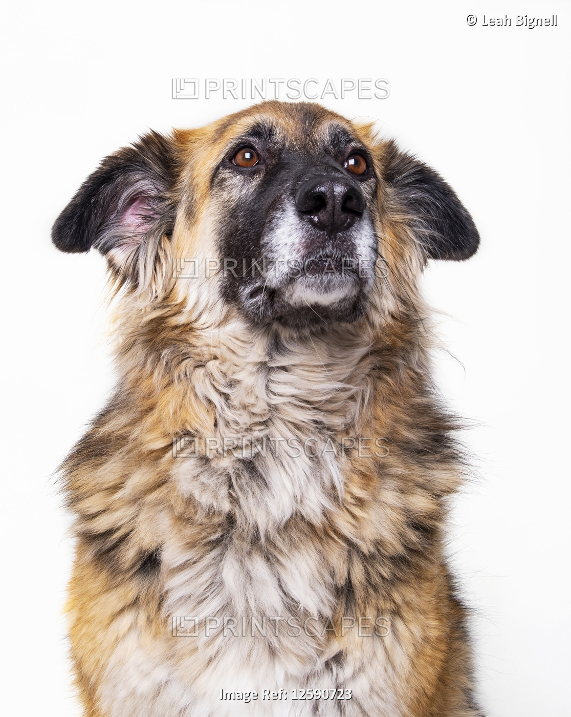 Dog posing for portraits on a white background; Studio
