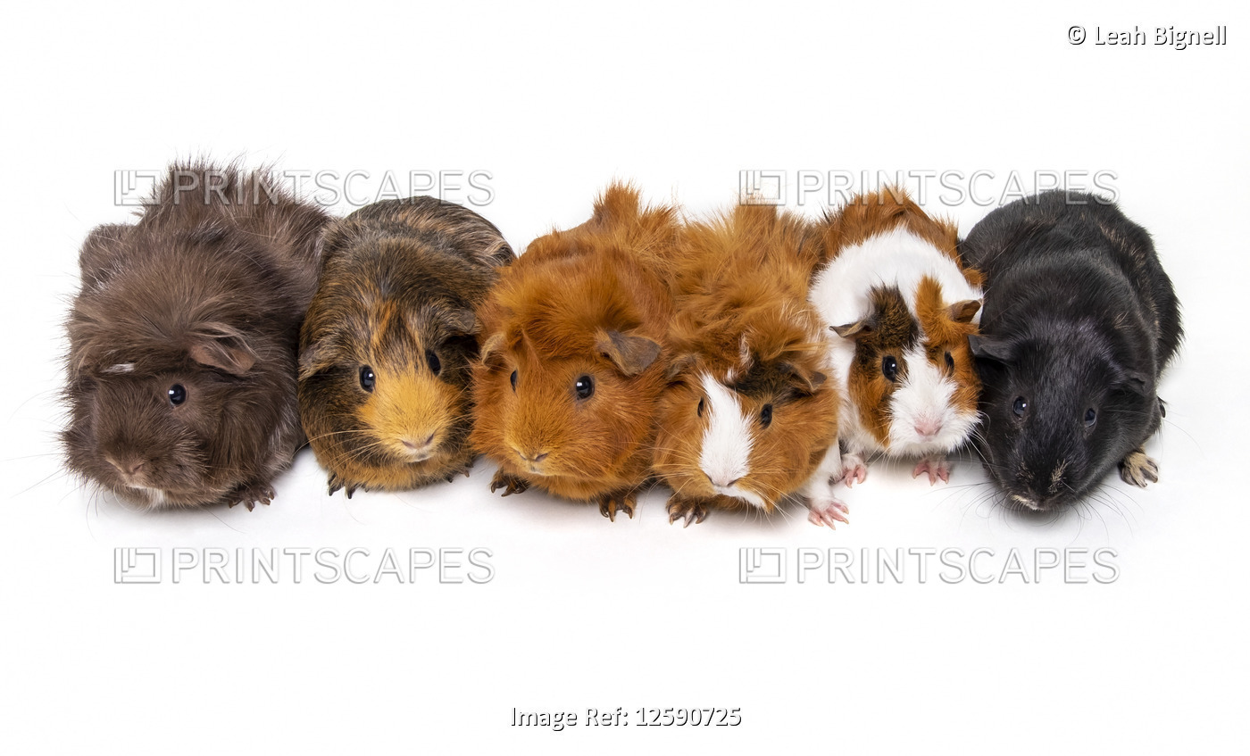 A herd of guinea pigs (Cavia porcellus) line up for a portrait; Studio
