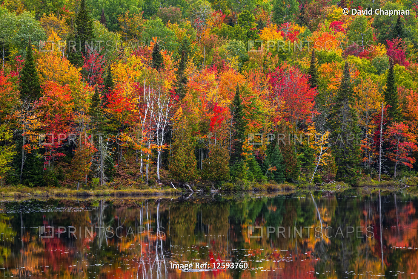 Vibrant autumn coloured foliage in a forest along a tranquil lake reflecting ...